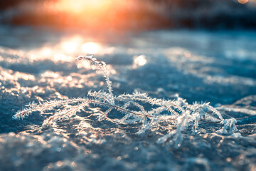 The grass with hoarfrost. Morning frosts on the wheat field. Selective focus. Shallow depth of field.