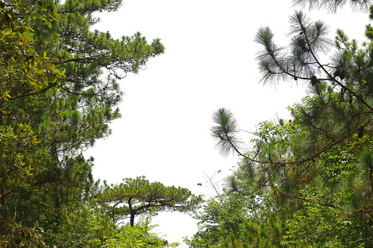 Cluster of pine trees isolation on transparent background