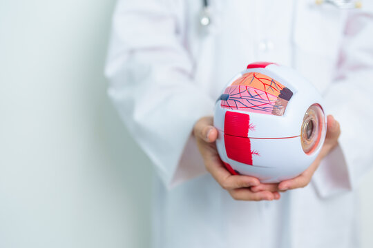 Doctor with human Eye anatomy model with magnifying glass. Eye disease, Refractive Errors, Age Related Macular Degeneration, Cataract, Diabetic Retinopathy, Glaucoma, Amblyopia, Strabismus and Health