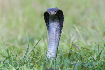 Javanese spitting cobra on a grassland