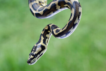 Close-up photo of a ball phyton