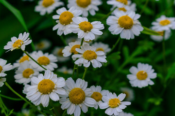 Miniature daisies on a green meadow