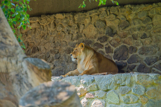 Laying lioness profile. Big cat. Wildlife safari - Powered by Adobe