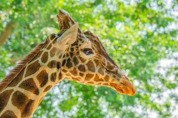 Giraffe head portrait in profile. In the background is a meadow with nice bokeh.