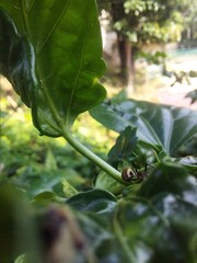 Photo of ants on the branches of plants in the garden. Using a macro camera and with blur style.