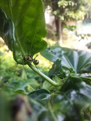 Photo of ants on the branches of plants in the garden. Using a macro camera and with blur style.