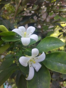 White flowers of climbing plant Stephanotis floribunda. Green leaves. Use the macro camera. Beautiful and fresh flowers.