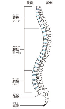 背骨の解剖図　頸椎　胸椎　腰椎　横図