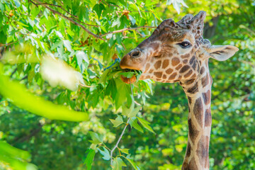 A giraffe profile portrait reaching for leaves with an outstretched neck and tongue reaching up to a high tree limb.
