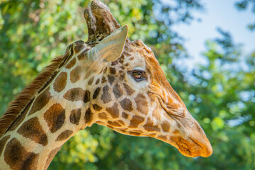 Giraffe head portrait in profile. In the background is a meadow with nice bokeh.