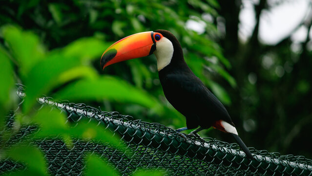 Tucano