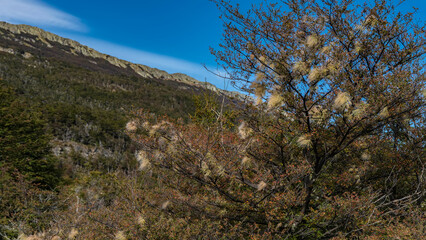 Autumn in Tierra del Fuego National Park. A mountain against a blue sky. In the foreground is a tree with reddened leaves and tufts of fluffy lichens on the branches. Argentina. Ushuaia.