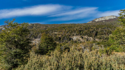 A wooded mountain slope against a background of blue sky and clouds. Thickets of deciduous trees and bushes on stony soil. Tierra del Fuego National Park. Argentina. Ushuaia.