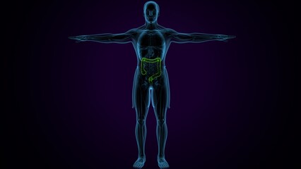 male digestive system inner parts anatomy .3d render