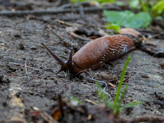 snail on a leaf