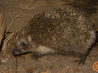 hedgehog in the grass