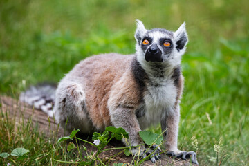 Naklejka na ściany i meble Ring-tailed lemur monkey. Mammal and mammals. Land world and fauna. Wildlife and zoology.