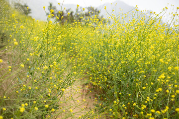 field of yellow flowers