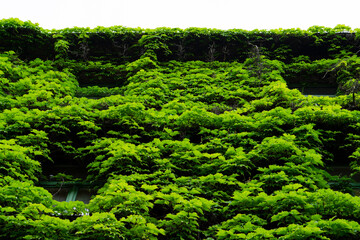 Green building with plants growing on the facade. Ecology and green living in city. Eco-building covered with ivy (green wall or bio-wall). Ecological vertical forest. Ivy green wall in Germany.