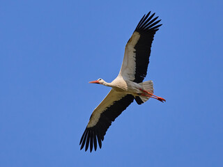 White stork (Ciconia ciconia)