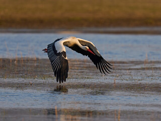White stork (Ciconia ciconia)
