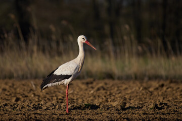 White stork (Ciconia ciconia)