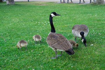 City duck on the grass by the river Main in Germany. Egyptian geese in Frankfurt on the banks of the Main. A wild duck at the street of Frankfurt.