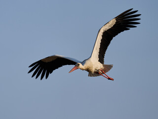 White stork (Ciconia ciconia)
