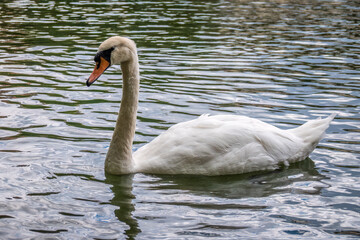 A graceful white swan swimming on a lake with dark water. The white swan is reflected in the water