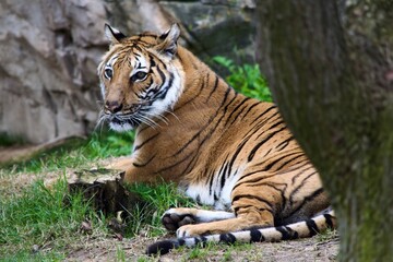 tiger laying down under tree in a zoo