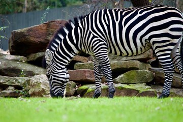 Fototapeta na wymiar zebra eating grass in a zoo