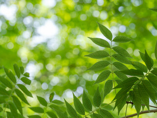 Fototapeta na wymiar 爽やかな緑のランシンボクの葉