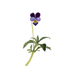 watercolor drawing plant of wild pansy with leaves and flower, Viola tricolor isolated at white background, natural element, hand drawn botanical illustration