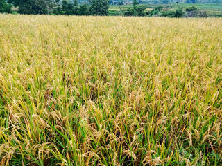rice field ready for harvest