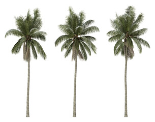 Cocos nucifera tropical tree on transparent background, png plant, 3d render illustration.