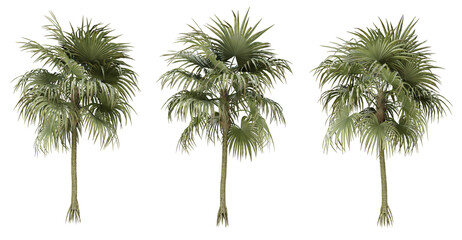 Fototapeta premium Cryosophila warscewiczii palm tree on transparent background, png plant, 3d render illustration.