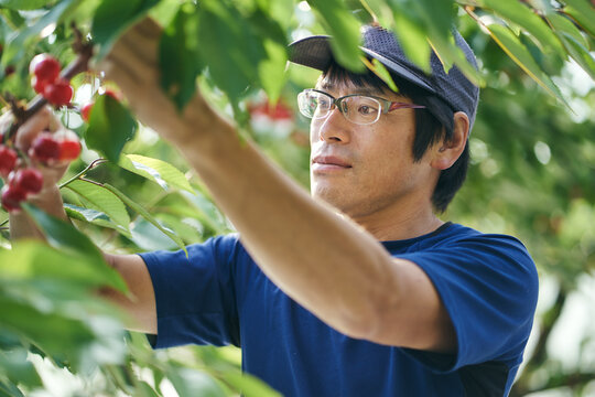 さくらんぼ農家