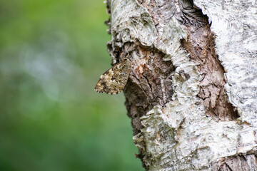 木にとまるサトキマダラヒカゲ