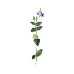 watercolor drawing plant of germander speedwell with leaves and flower, Veronica chamaedrys isolated at white background, natural element, hand drawn botanical illustration