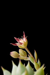 close-up of thick, fleshy and engorged succulent plant flower isolated on black background, water storing or retaining and air purifying plant, taken in selective focus with copy space
