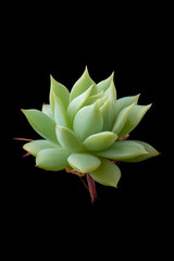 thick, fleshy and engorged succulent plant isolated on black background, water storing or retaining...