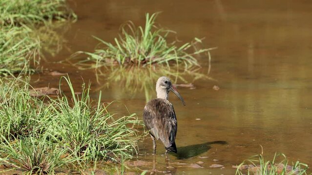 A hadeda ibis (Bostrychia hagedash) in natural habitat, South Africa