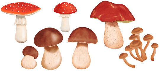 A set of of fresh, delicious porcini, honey agaric, orange-cup boletus and red poisonous mushroom fly agaric, Isolated watercolor illustration - tutorial, guide, workbook, print, scrapbooking, Sticker