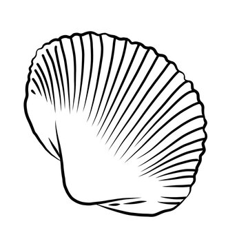 recommend clip art: shell handdrawn illustration
                    