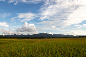  Terraced rice field at Chiangmai Northern Thailand