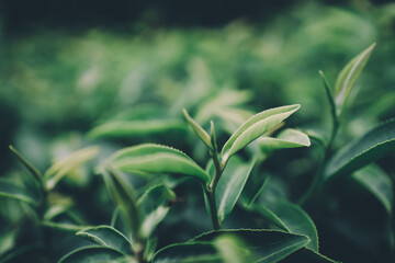 Top of Green tea leaf in the morning, tea plantation