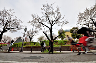 桜満開の隅田川助六夢通りを走る人力車 - obrazy, fototapety, plakaty