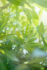 Close up fresh nature view of green leaf on blurred greenery background