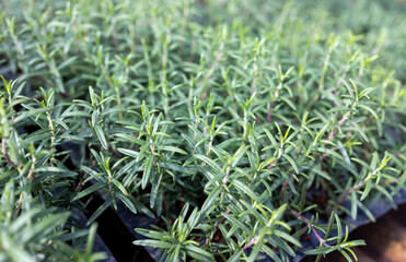 Fresh Rosemary Herb grow outdoor. Rosemary leaves Close-up.