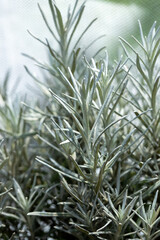 Fresh Rosemary Herb grow outdoor. Rosemary leaves Close-up.